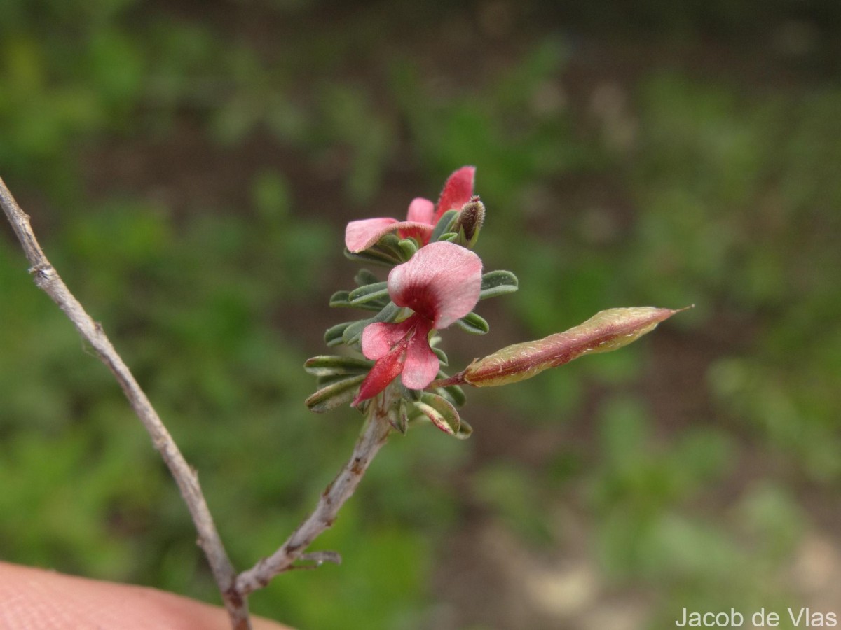 Indigofera aspalathoides Vahl ex DC.